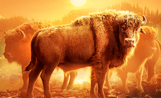 美洲野牛 Buffalo Win 缩略图