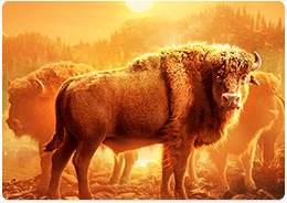 美洲野牛 Buffalo Win 头图